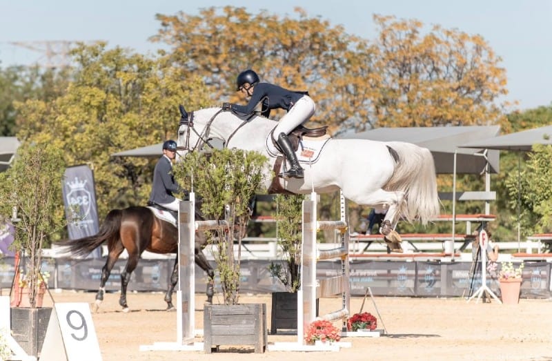 Show Jumping Working Holiday Program