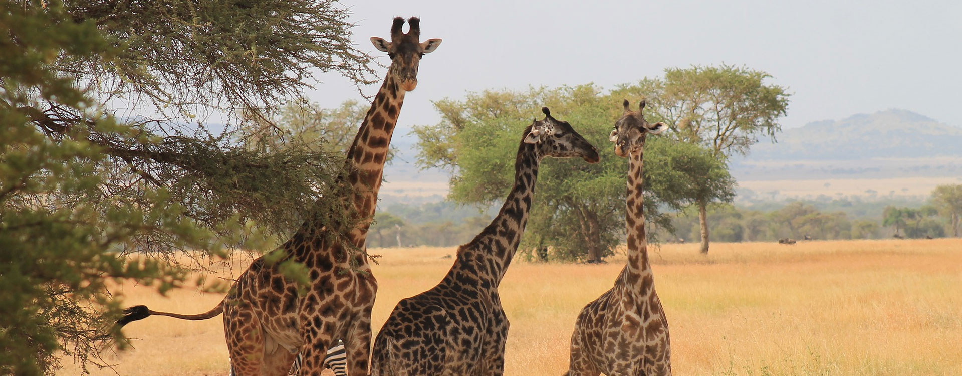 Quick Escape Safari for four