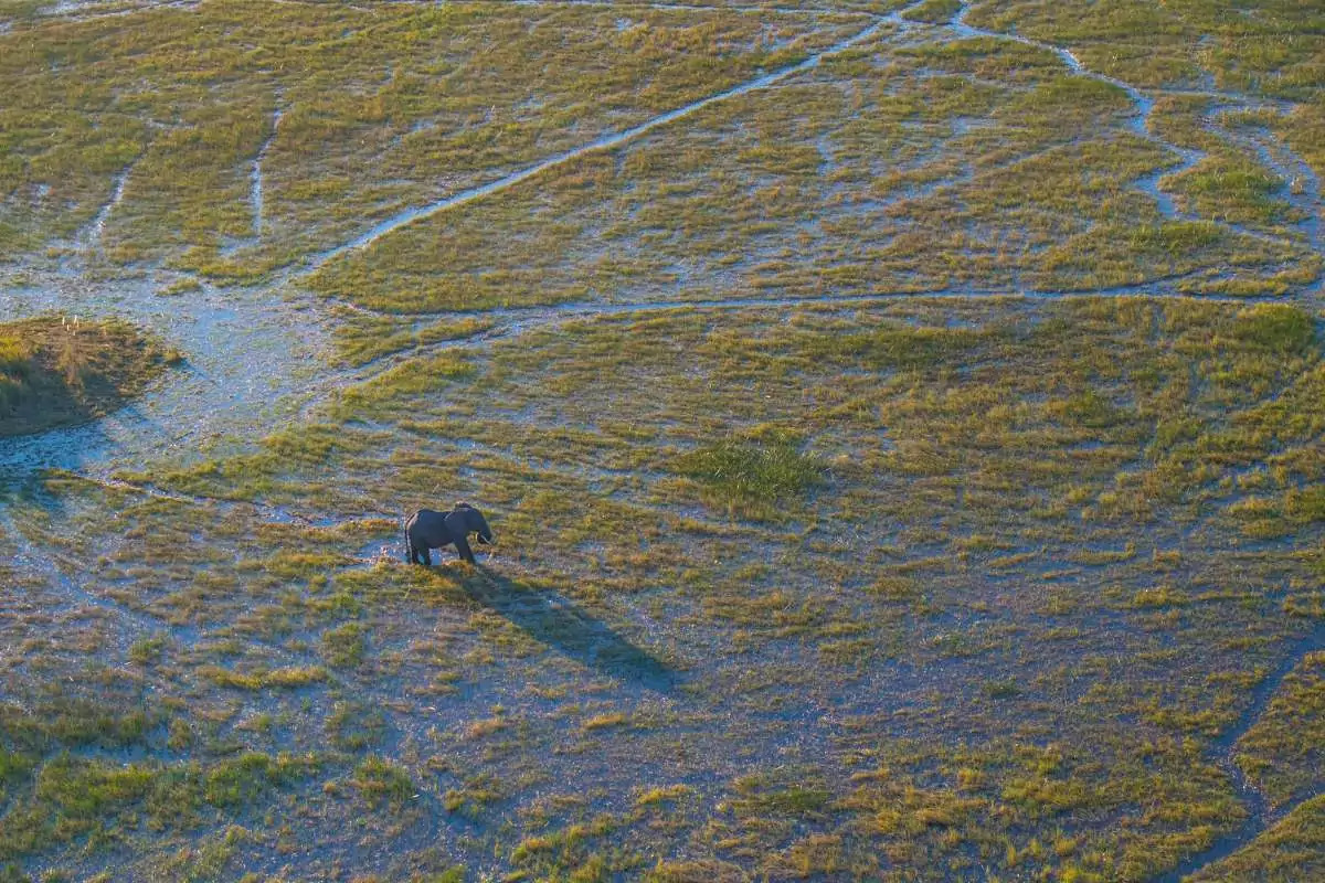 Okavango Delta and Chobe Highlights