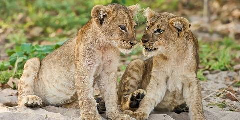 South Luangwa Safari Adventure