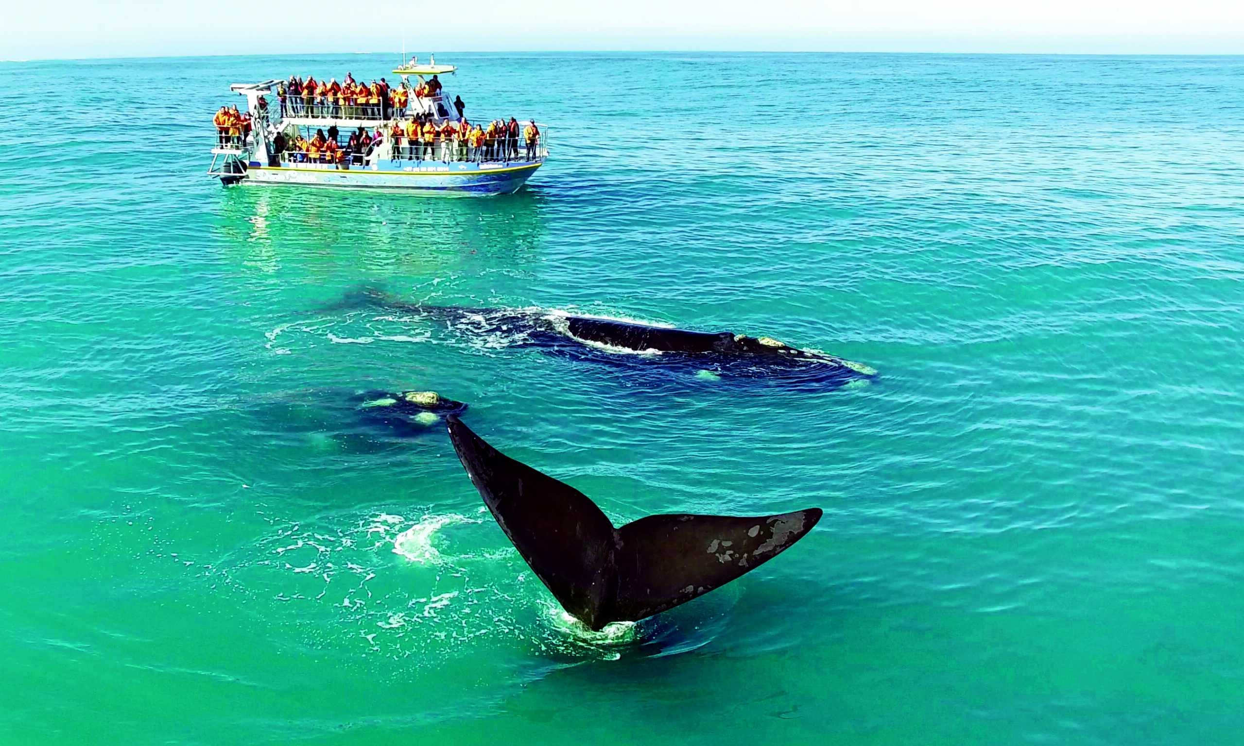 Whale Watching in Hermanus Tour